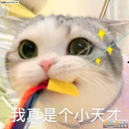 这真是极好的表情包,笑出腹肌的欢乐瞬间