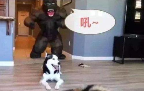 大猩猩微信表情包,趣味横生的社交新宠