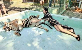 老虎女主播去哪了,老虎女主播的消失之谜